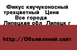 Фикус каучуконосный трехцветный › Цена ­ 500 - Все города  »    . Липецкая обл.,Липецк г.